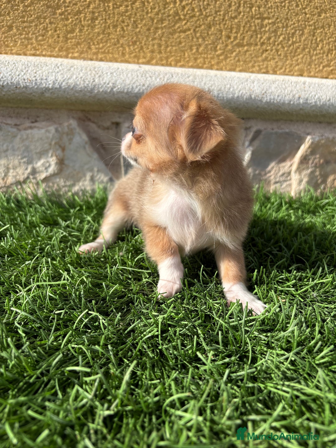 Chihuahua perros en venta: Chihuahua mini Toy pelo largo chocolate - Anuncio 11