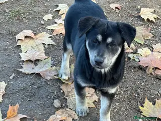 Raza Mixta perros POMSKY/LABRADOR - Anuncio 25