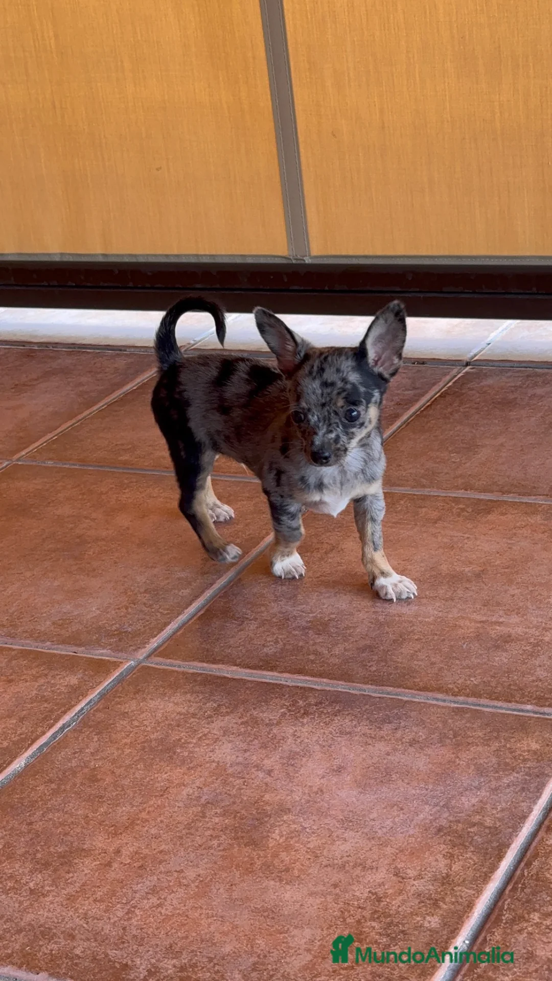 Chihuahua perros en venta: CHIHUAHUA MERLE - Anuncio 6