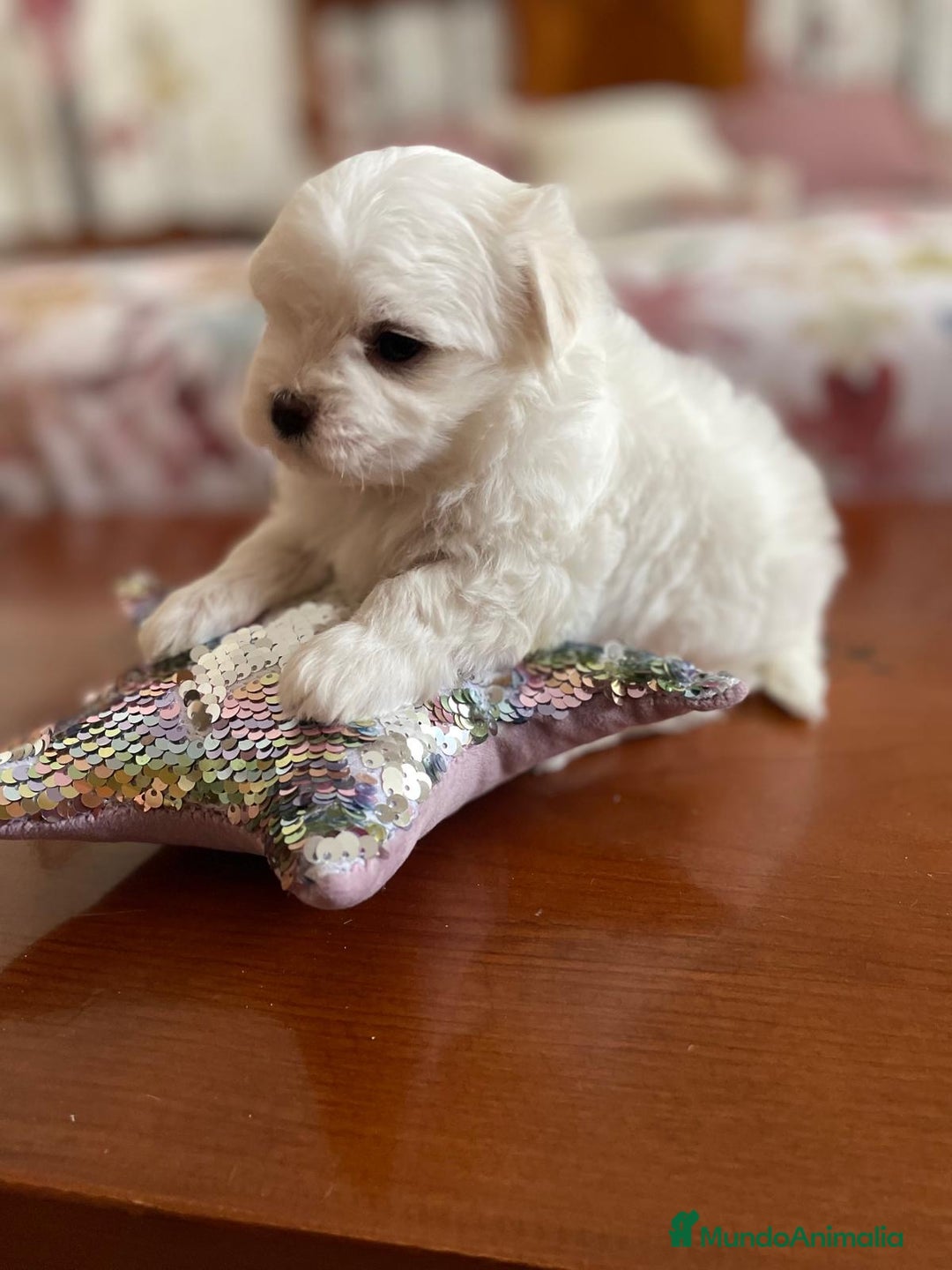 Bichón Maltés perros en venta: Bichon Maltés hembra y macho  - Imagen 1