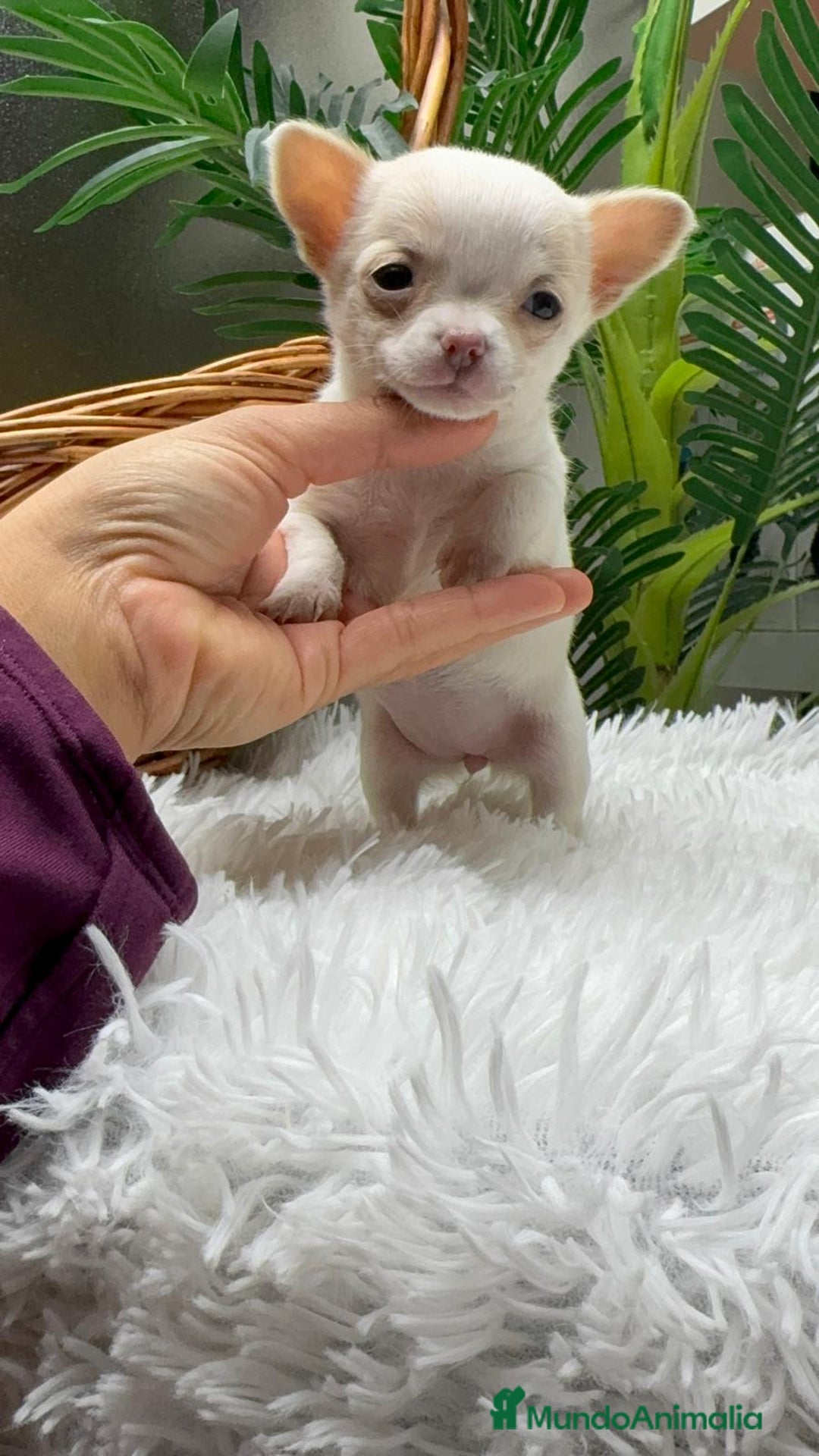 Chihuahua perros en venta: CHIHUAHUA HEMBRA - Anuncio 5