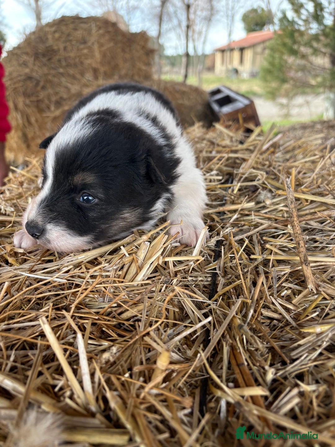 Border Collie perros en venta: Linda hembra de Border  collie  - Anuncio 20