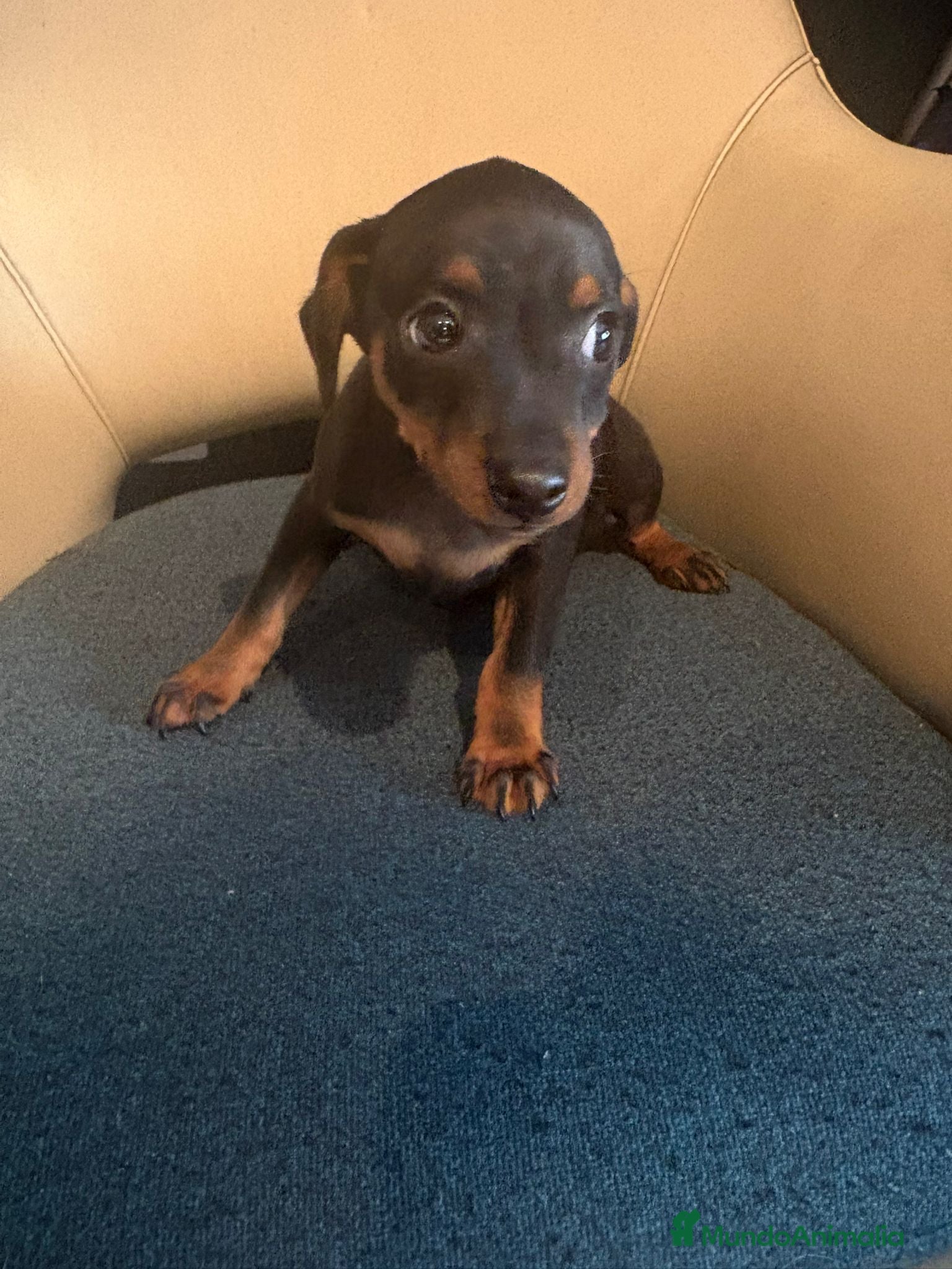Pinscher Miniatura perros Pinscher miniatura  - Anuncio 1