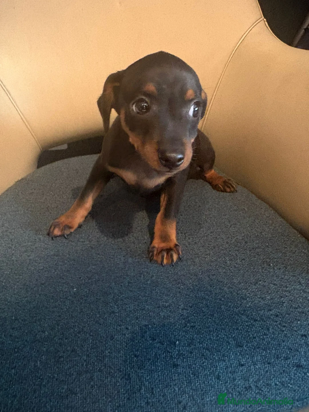 Pinscher Miniatura perros en venta: Pinscher miniatura  - Anuncio 1