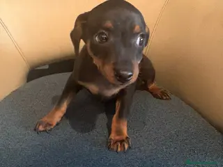 Pinscher Miniatura perros Pinscher miniatura - Anuncio 2