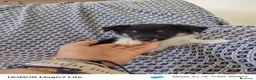 Collie de Pelo Largo perros en venta: Rough collie blue y tricolor  - Anuncio 7