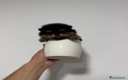 Pomerania perros en venta: Pomerania mini toy black and tan  - Imagen 3