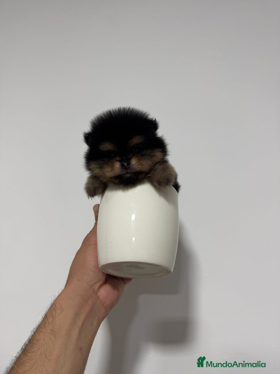 Pomerania perros en venta: Pomerania mini toy black and tan  - Imagen 3