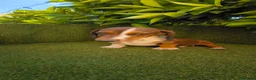 Teckel Miniatura perros en venta: teckel arlequin daple macho - Anuncio 9