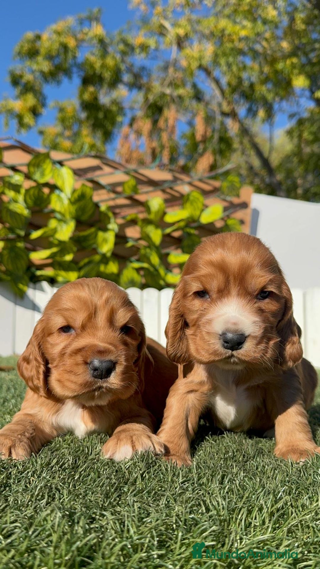 Cocker Spaniel Inglés perros en venta: COCKER SPANIEL INGLES - Anuncio 8