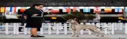 Weimaraner perros en venta: Cachorros weimaraner  - Anuncio 4