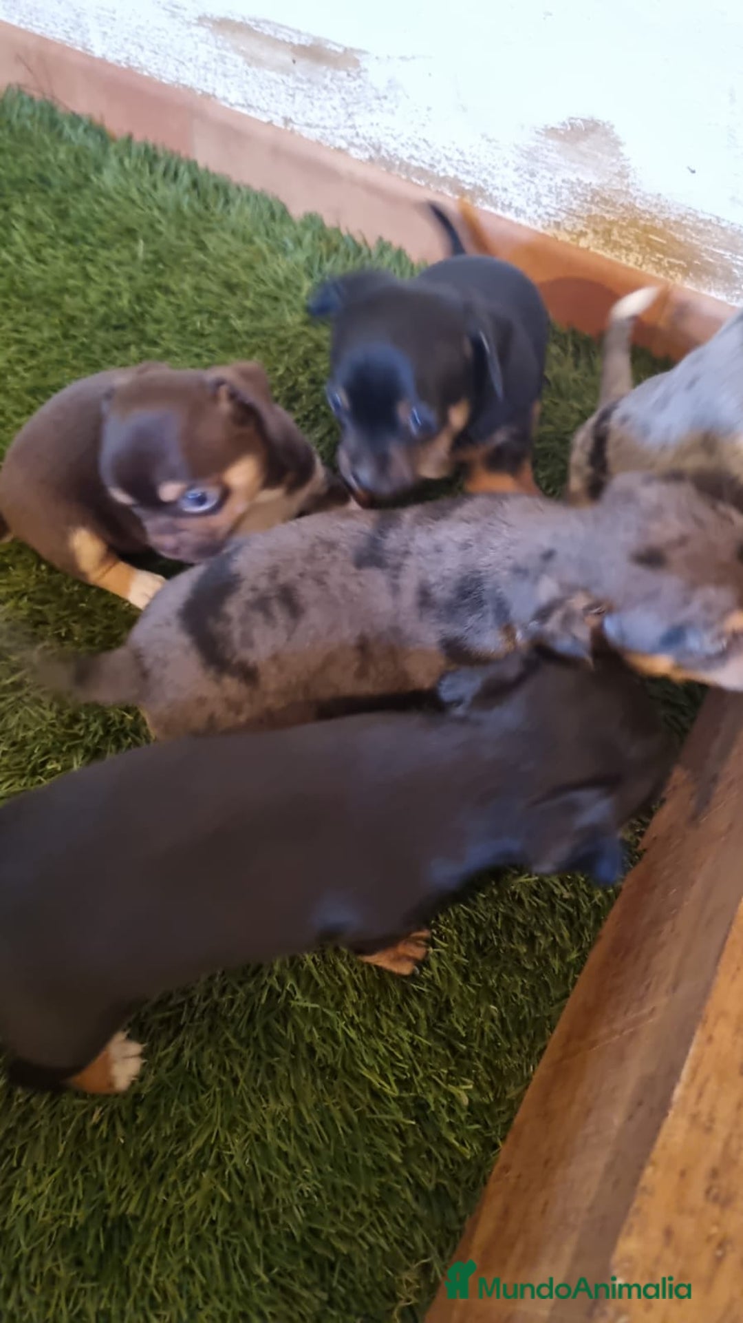 Pinscher Miniatura perros en venta: Mini pinche merle  - Imagen 1