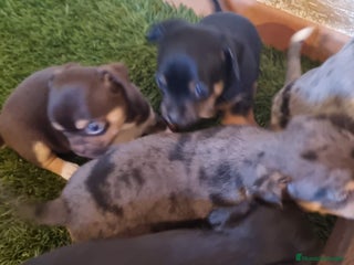 Pinscher Miniatura perros - Anuncio 6