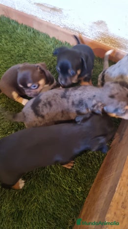 Pinscher Miniatura perros - Anuncio 6