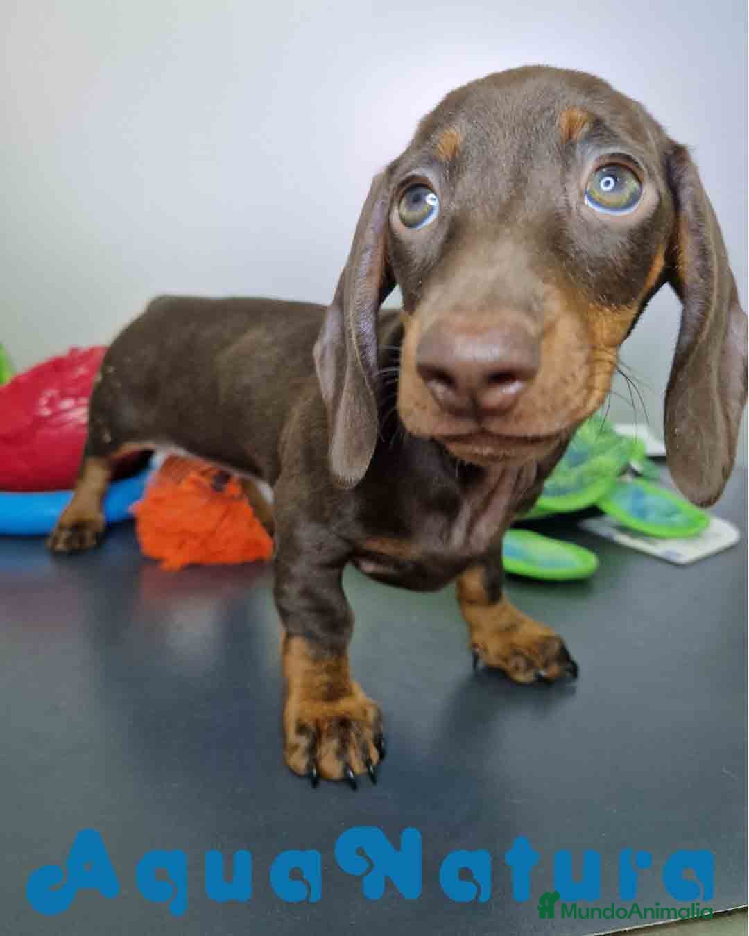 Teckel Miniatura perros en venta: Teckel Hembra DCD 5778 AQUANATURA - Anuncio 7