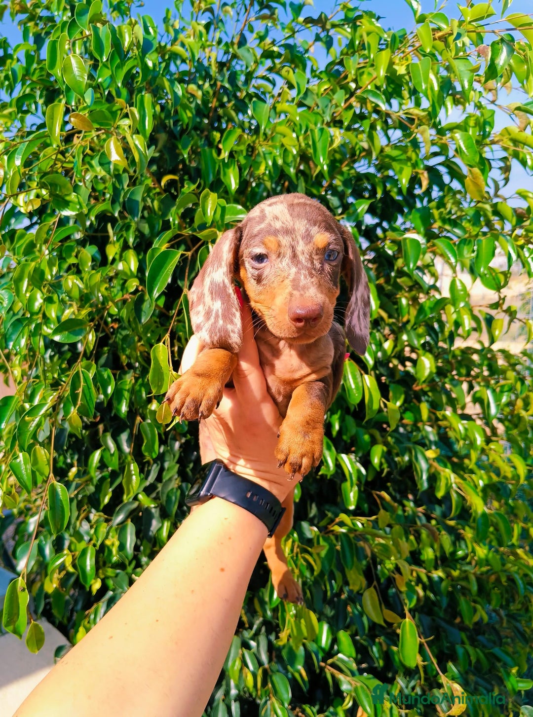 Teckel Miniatura perros en venta: Arlequín chocolate  - Imagen 4