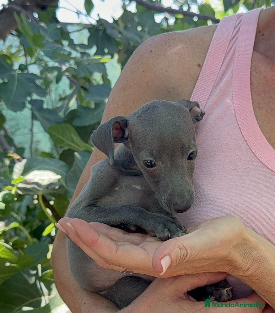 Pequeño Lebrel Italiano perros Pequeño lebrel italiano - Anuncio 1