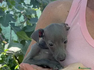 Pequeño Lebrel Italiano perros Pequeño lebrel italiano - Anuncio 1