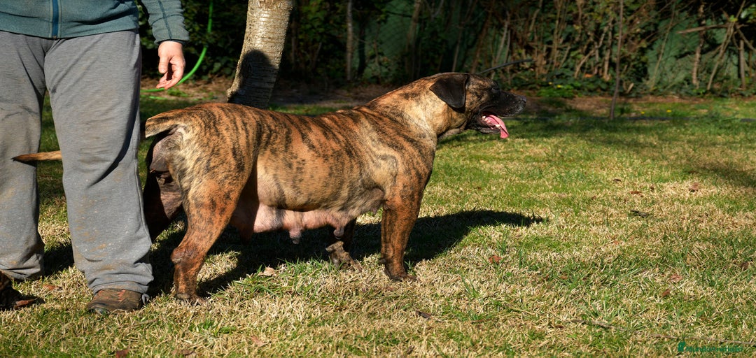 Imagen de galería {{count}}