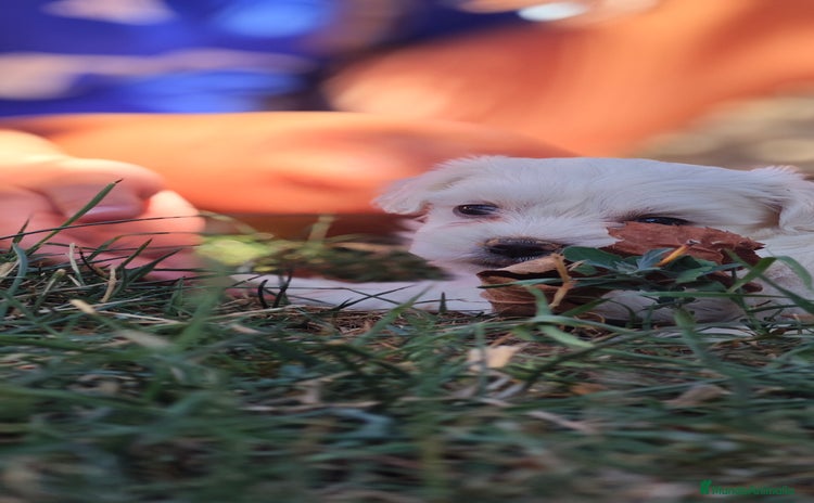 Bichón Maltés perros - Propaganda 14