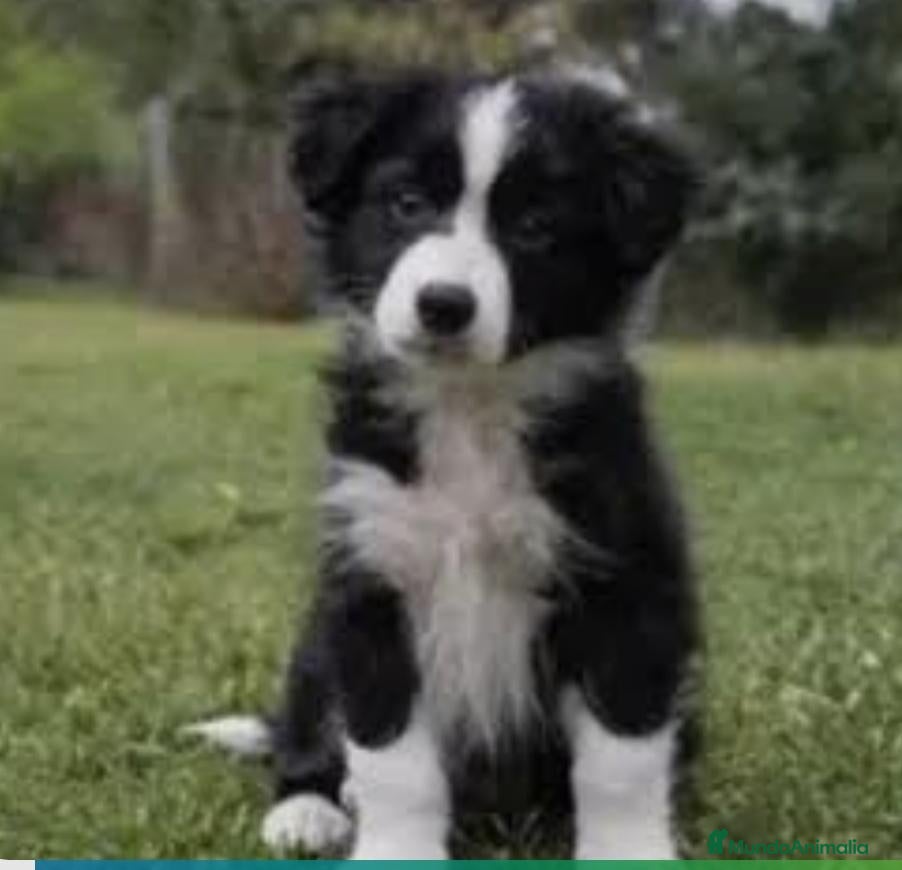 Border Collie perros en venta: Precioso border collie - Anuncio 1
