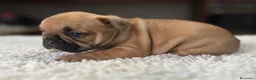 Bulldog Francés perros en venta: Cachorros de bulldog francés  - Anuncio 4