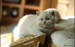Británico de Pelo Corto gatos en venta: Cachorros british lilac - Imagen 2