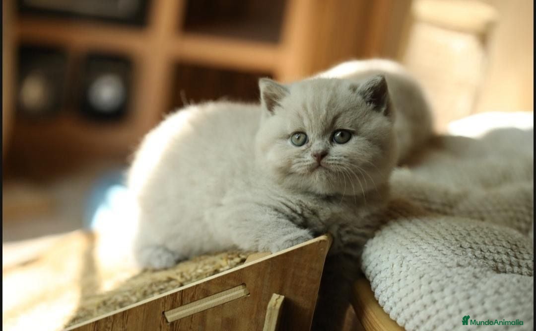 Británico de Pelo Corto gatos en venta: Cachorros british lilac - Imagen 2