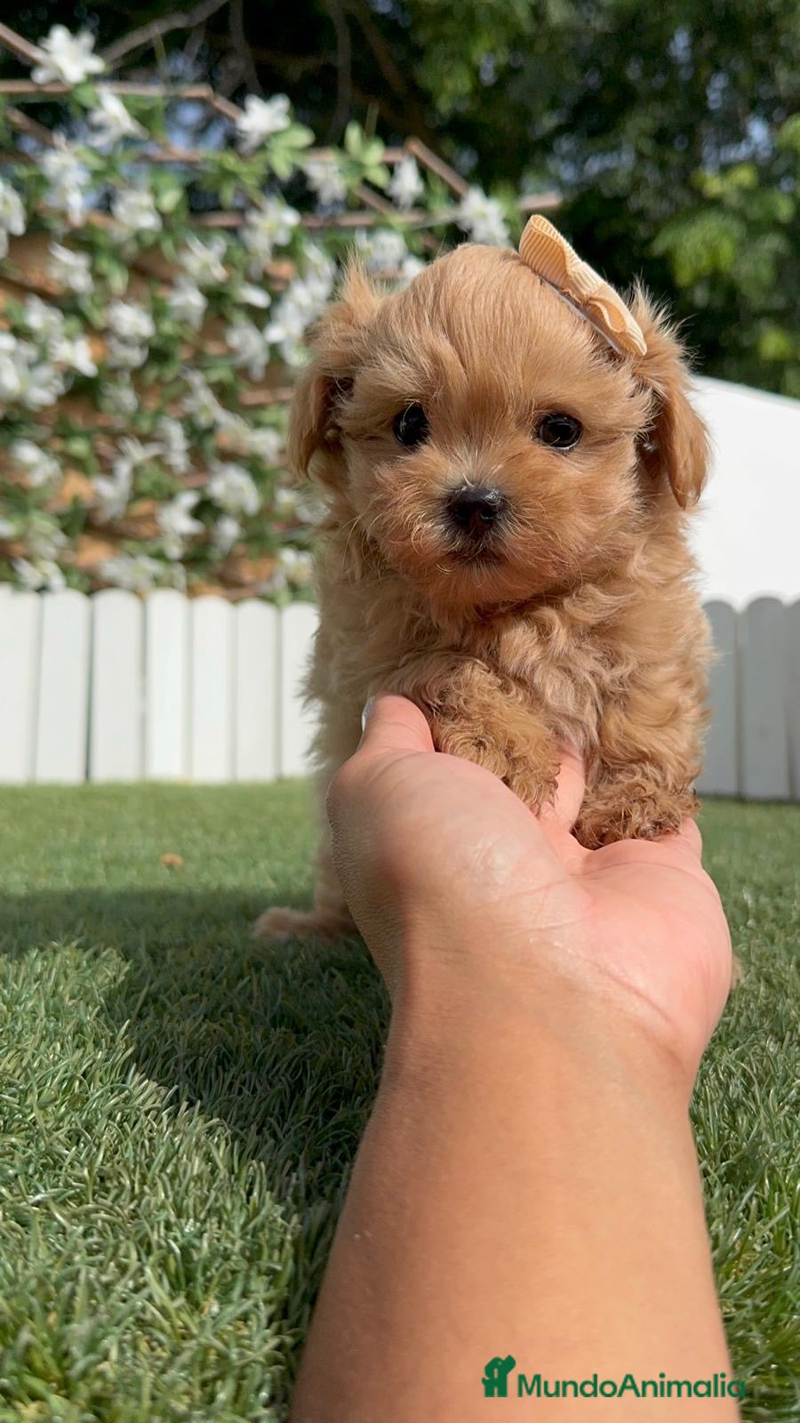 Maltipoo perros MALTIPOO 100% COREANO - Anuncio 1