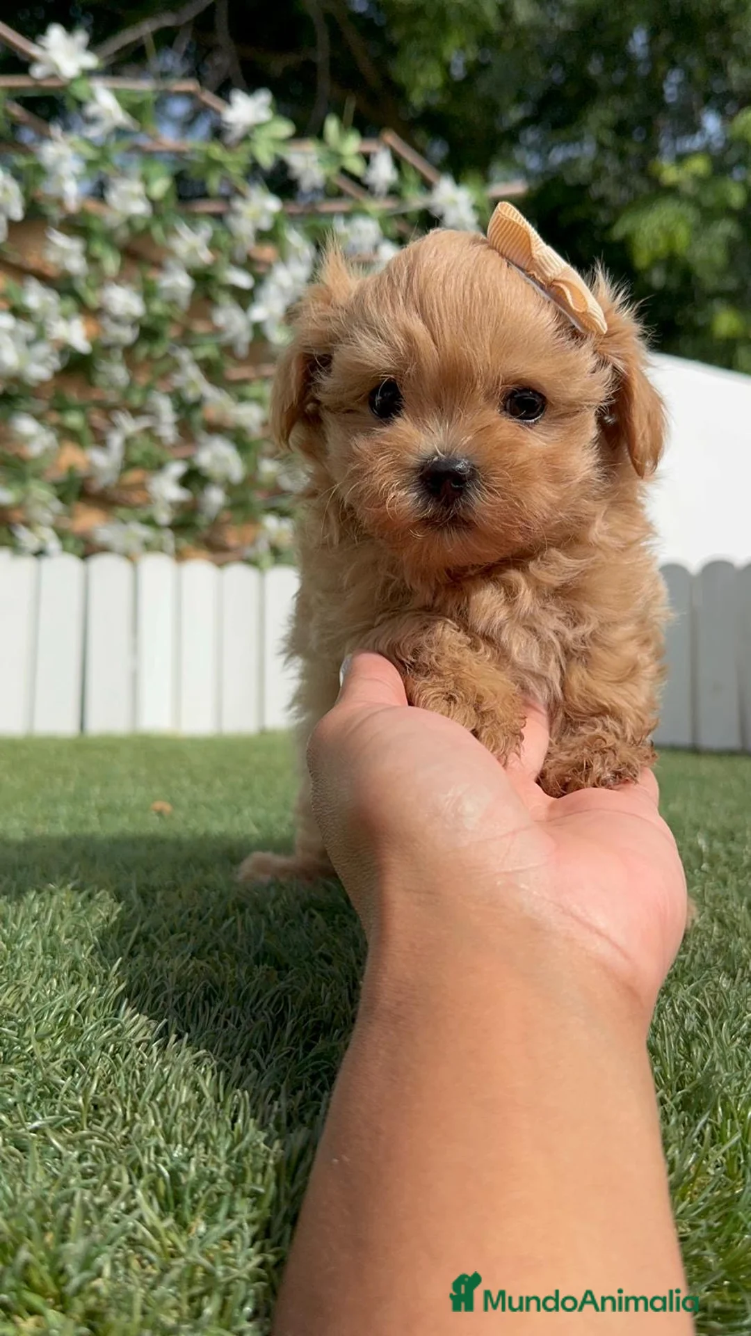 Maltipoo perros en venta: MALTIPOO 100% COREANO - Anuncio 1