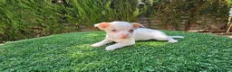 Chihuahua perros en venta: Bonito chihuahua mini - Anuncio 2