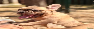 Bulldog Francés 2