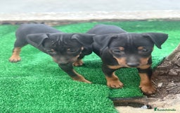 Pinscher Miniatura perros en venta: Pinscher miniatura disponible - Imagen 2
