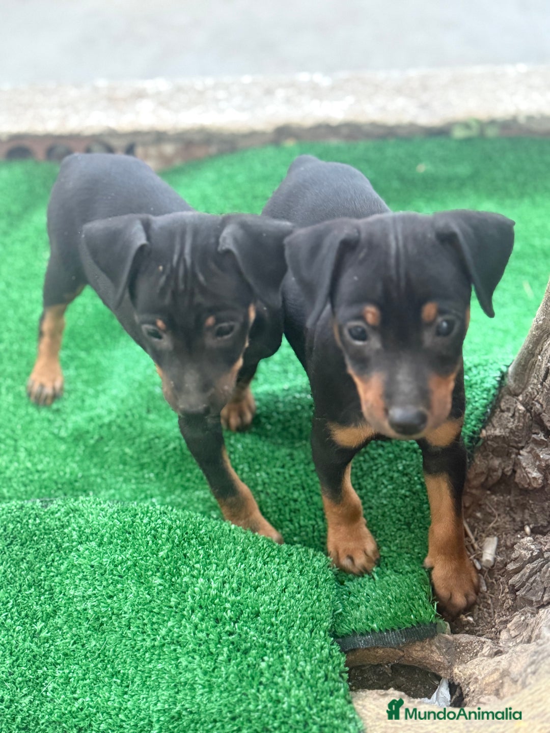Pinscher Miniatura perros en venta: Pinscher miniatura disponible - Imagen 2