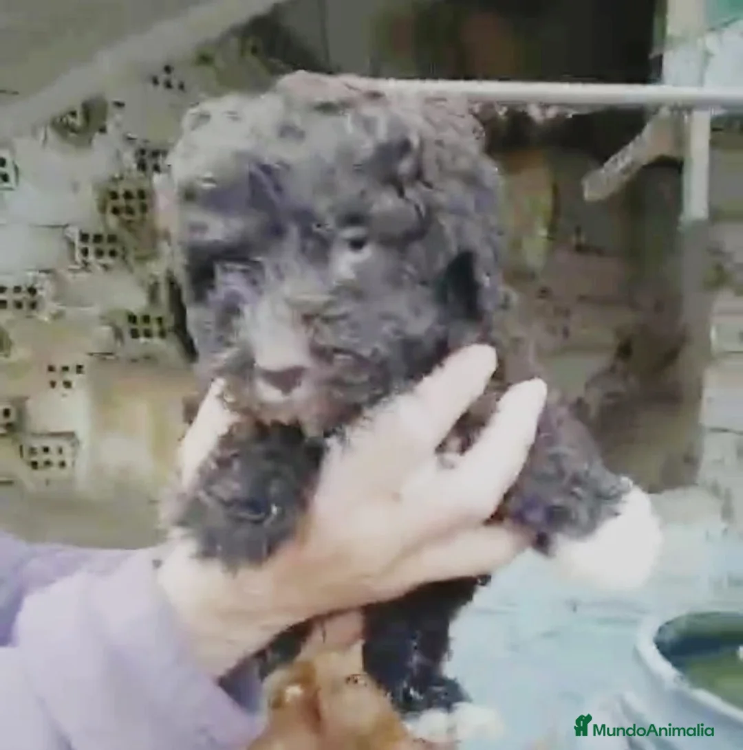 Perro de Agua Español perros en venta: Perro de agua  - Anuncio 10