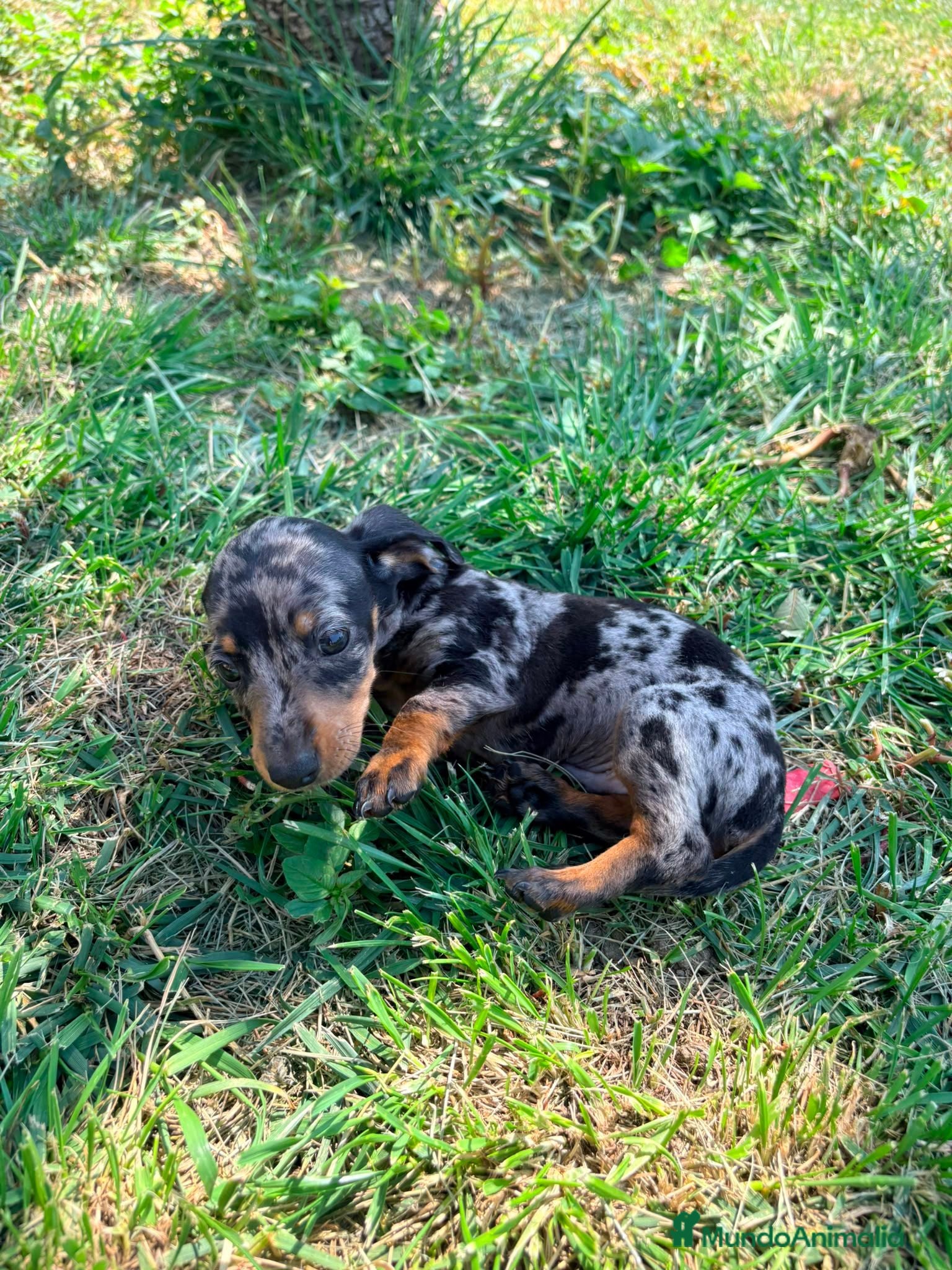 Teckel Miniatura perros Teckel Kaninchen - Anuncio 2