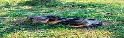 Teckel Miniatura perros en venta: Teckel Kaninchen - Anuncio 1