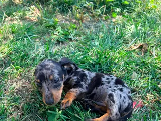 Teckel Miniatura perros Teckel Kaninchen - Anuncio 2