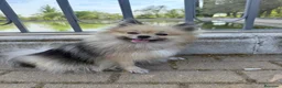 Pomerania perros en venta: Pomeranias  - Anuncio 2