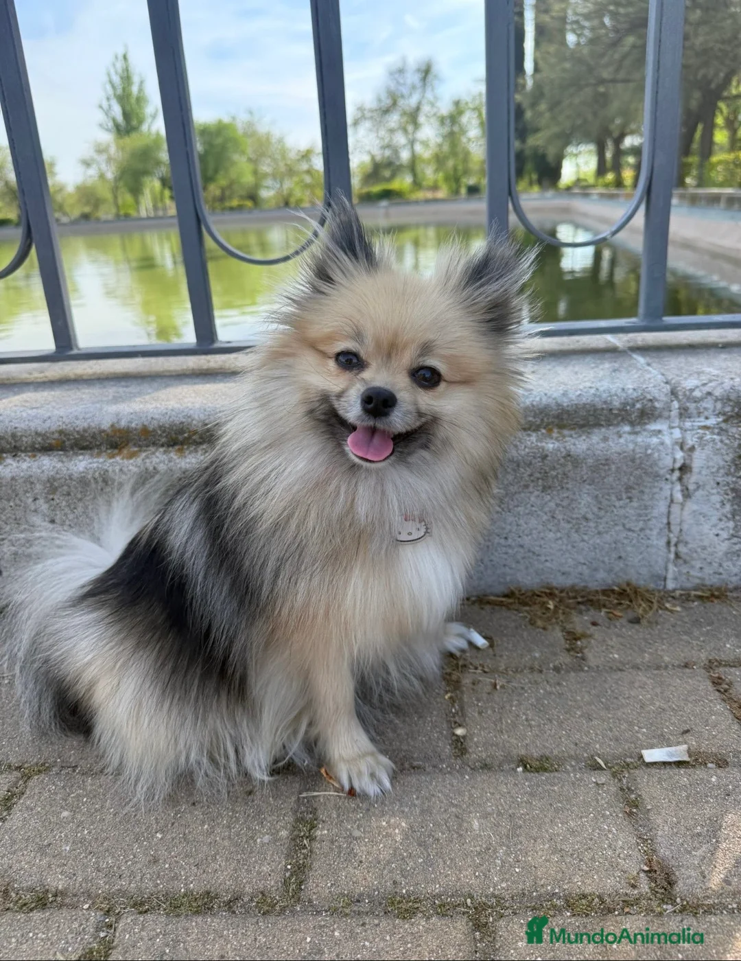 Pomerania perros en venta: Pomeranias  - Anuncio 2