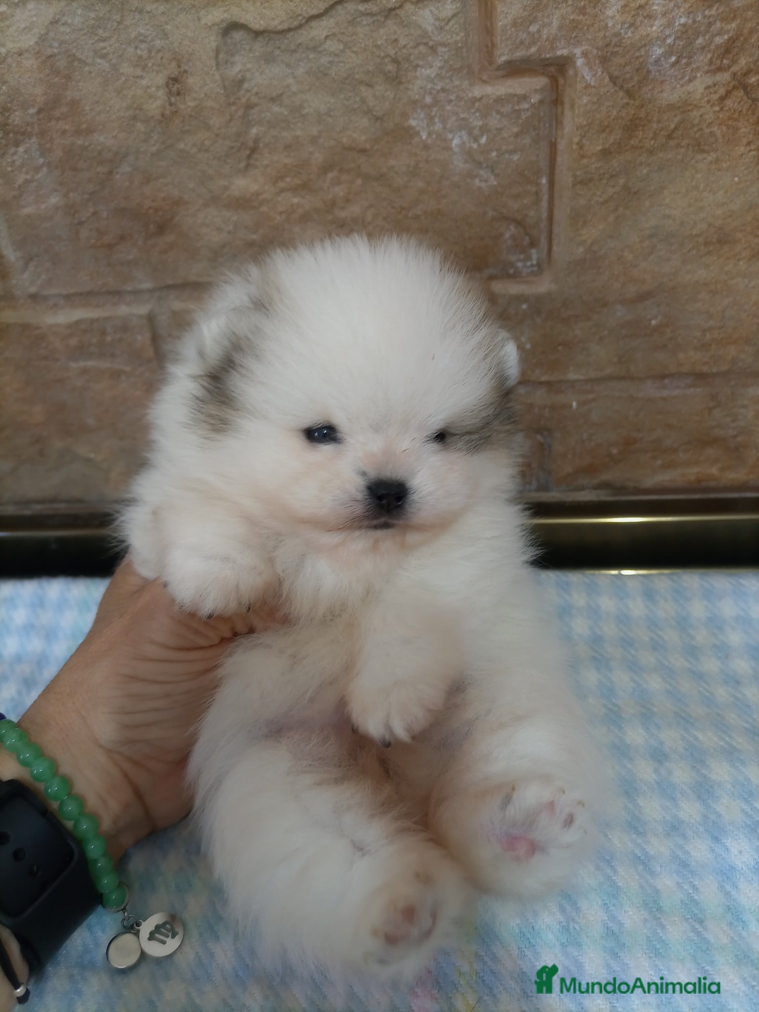 Pomerania perros Lulu pomerania TOY - Anuncio 1