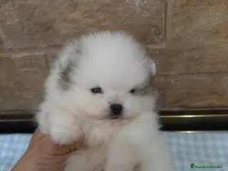 Pomerania perros Lulu pomerania TOY - Anuncio 2