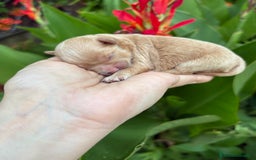 Maltipoo perros en venta: Maltipoo Hembra toy para reservar !! - Imagen 4