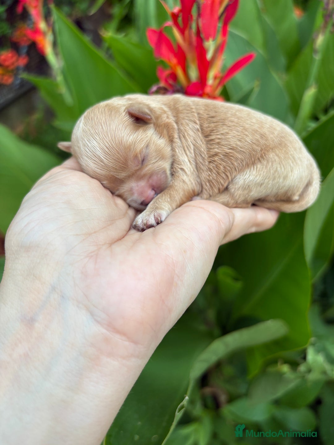 Maltipoo perros en venta: Maltipoo Hembra toy para reservar !! - Imagen 4