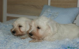 Pinscher Miniatura perros en venta: CACHORRITOS DE SCHNAUZER MINIATURA  - Imagen 16