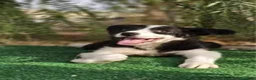 Border Collie perros en venta: Cachorros Border Collie - Anuncio 1