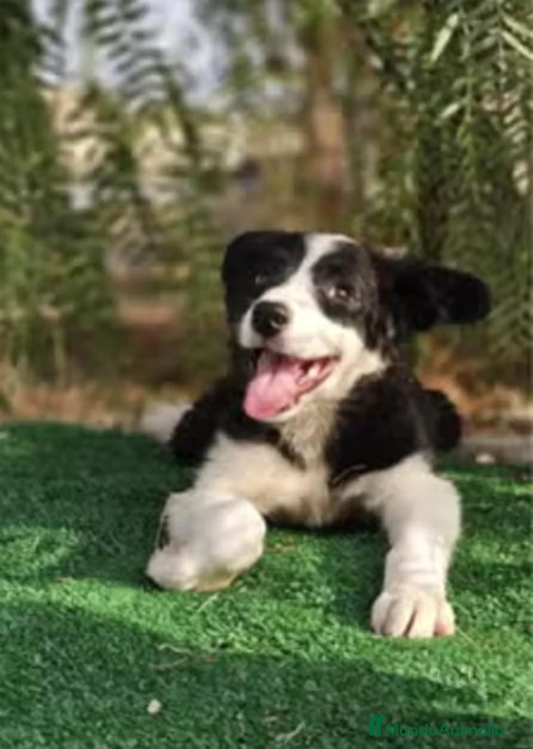 Border Collie perros en venta: Cachorros Border Collie - Anuncio 1
