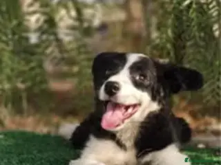 Border Collie perros Cachorros Border Collie - Anuncio 1