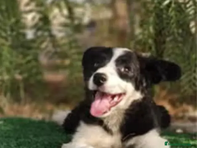 Border Collie perros Cachorros Border Collie - Anuncio 1