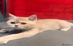 Británico de Pelo Corto gatos en venta: Monísima British Golden  - Imagen 2